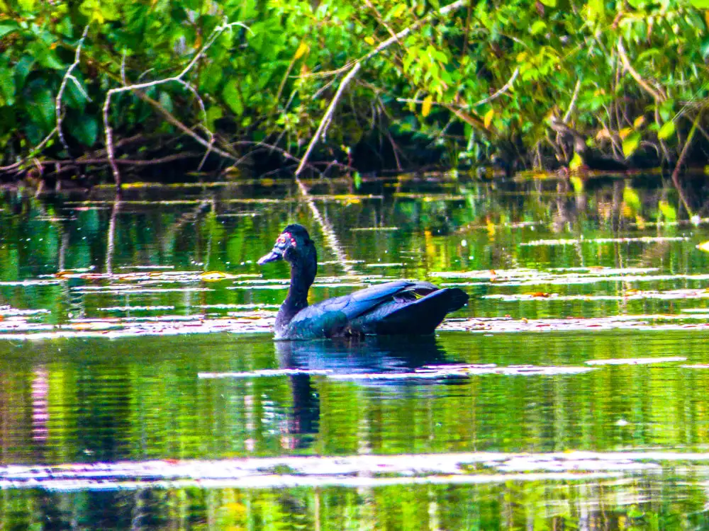 lago-santa-rosa-gal002